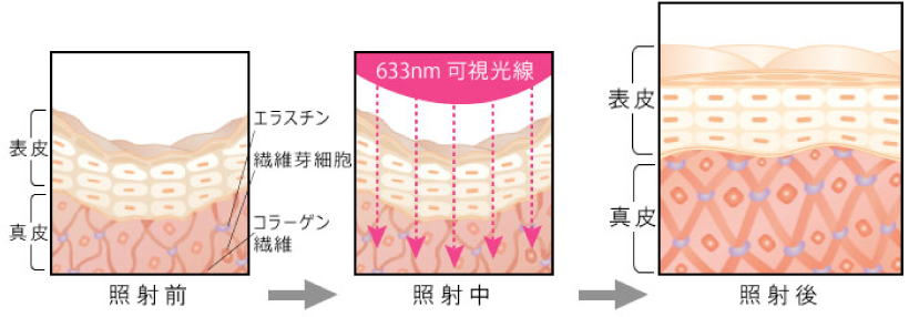 CORPO - コルポ -
